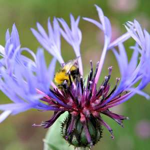 Eine Hummel sucht nach Pollen in einer Kornblume.