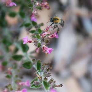 Eine Hummel im Anflug auf eine Blüte.