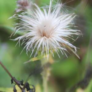 Eine Distel mit Wassertropfen.