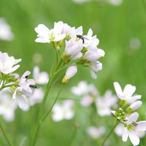 Fliegen suchen im Schaumkraut nach Nektar.
