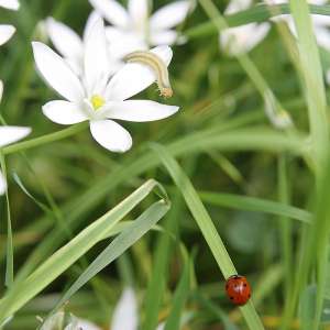 Eine Raupe und ein Marienkäfer begegnen sich auf einer Wiese.